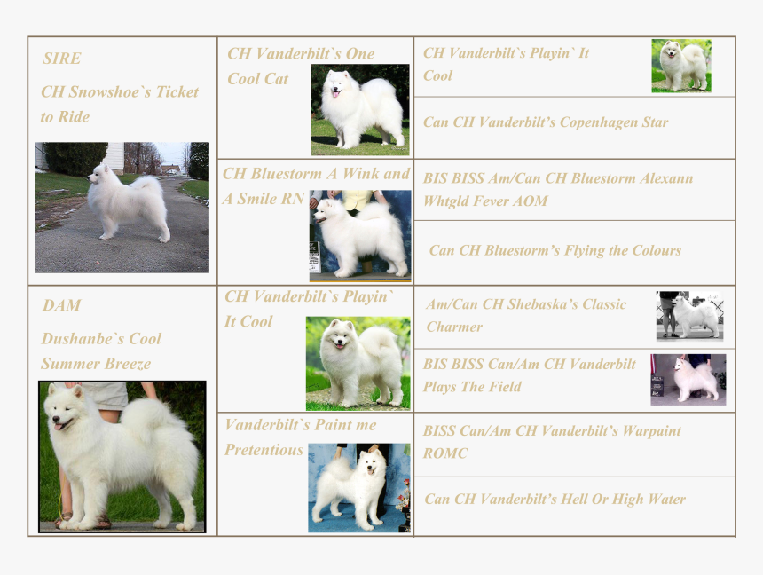 Japanese Spitz, HD Png Download, Free Download