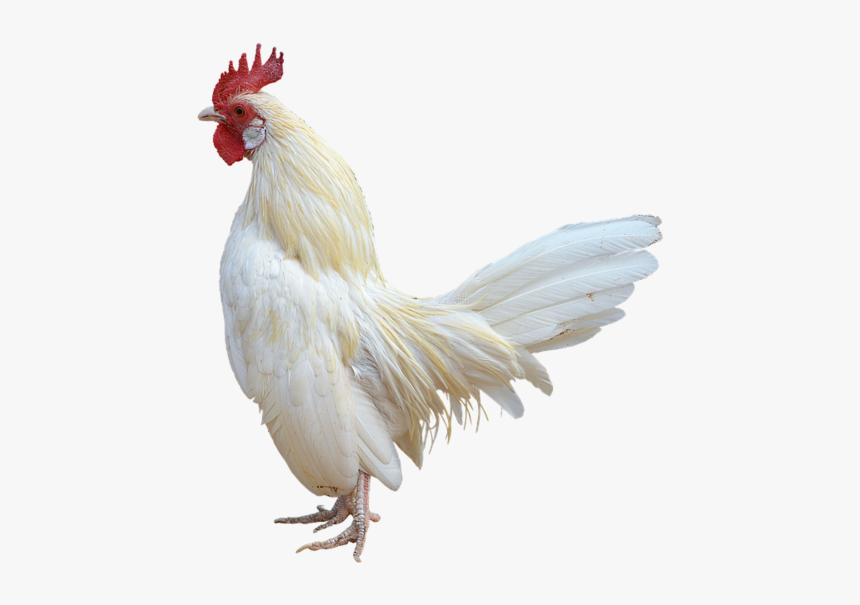Png, White Cock, Gallo, Ave, - White Rooster White Background, Transparent Png, Free Download