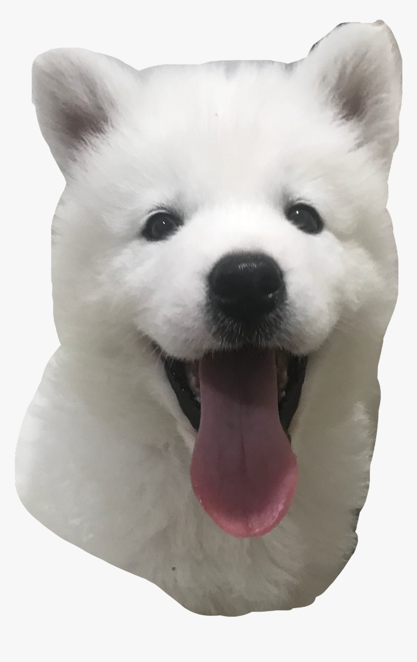 #samoyed #freetoedit - Dog Yawns, HD Png Download, Free Download