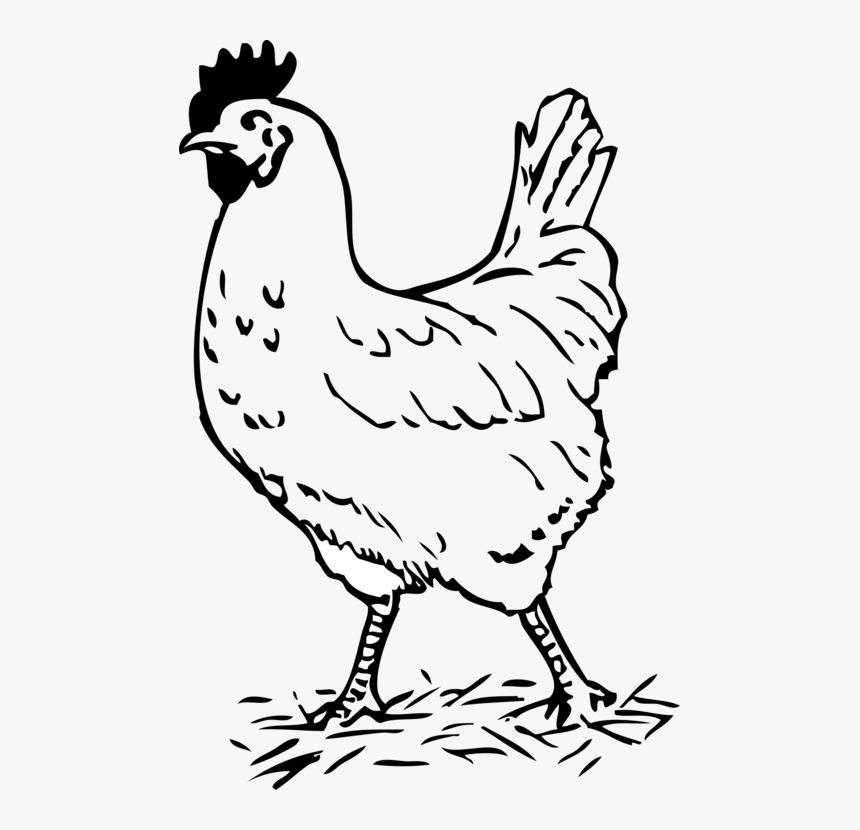 Transparent Hen Clipart - Hen Black And White, HD Png Download, Free Download