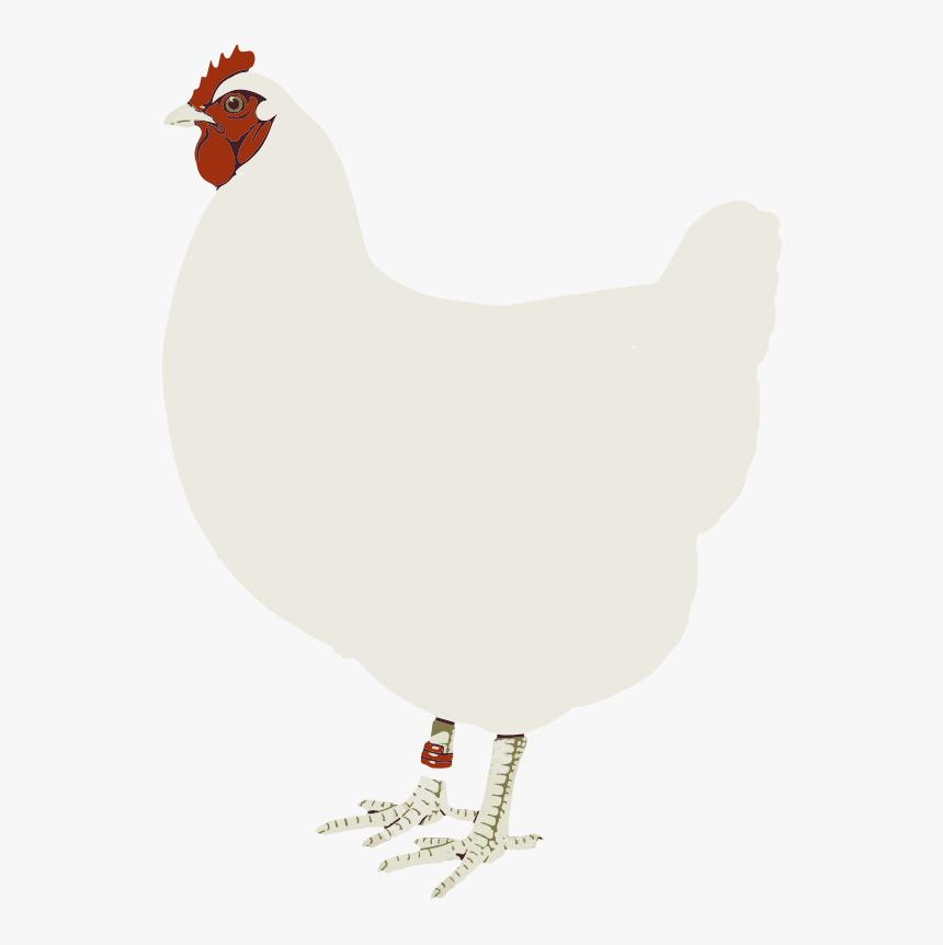 Hen Chicken Clip Art - Hen White Clipart Hd, HD Png Download, Free Download