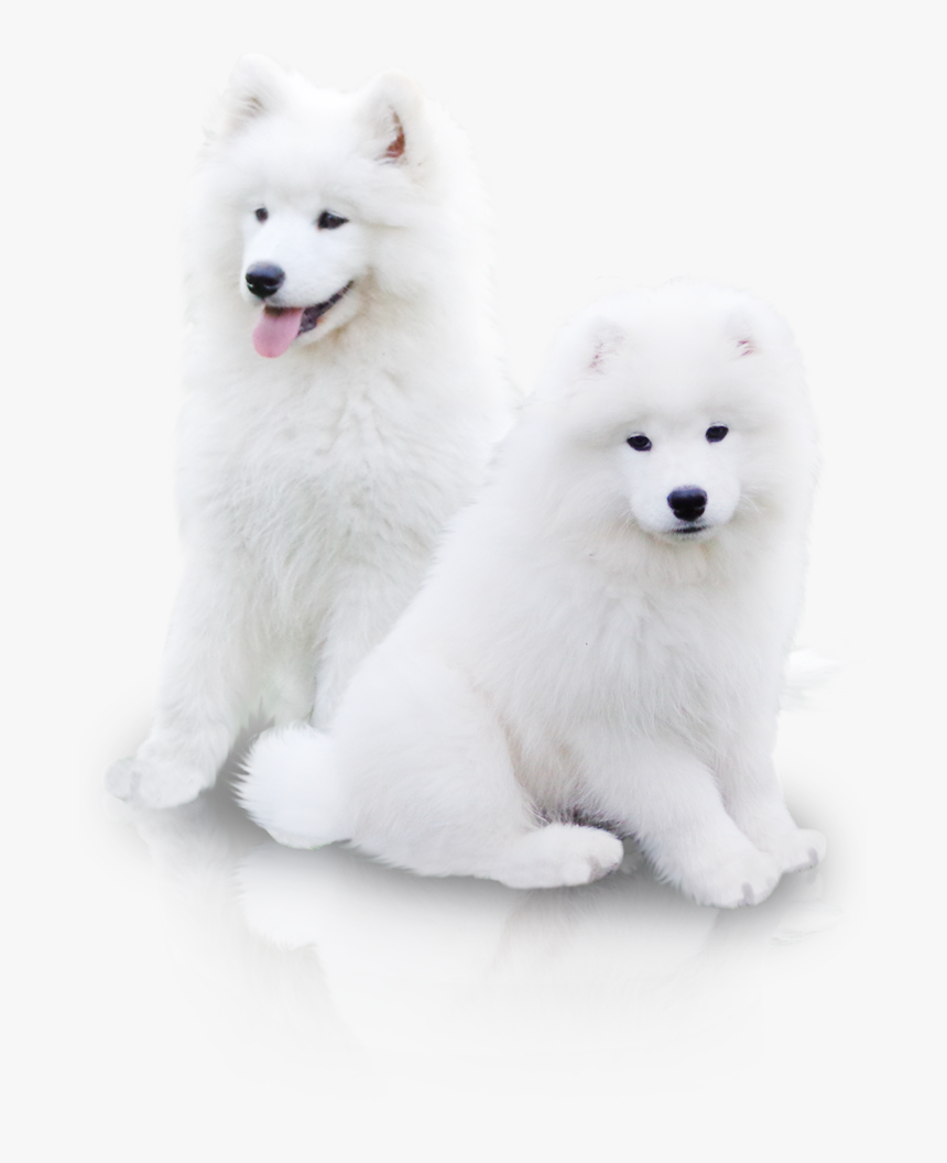 American Eskimo Dog, HD Png Download, Free Download