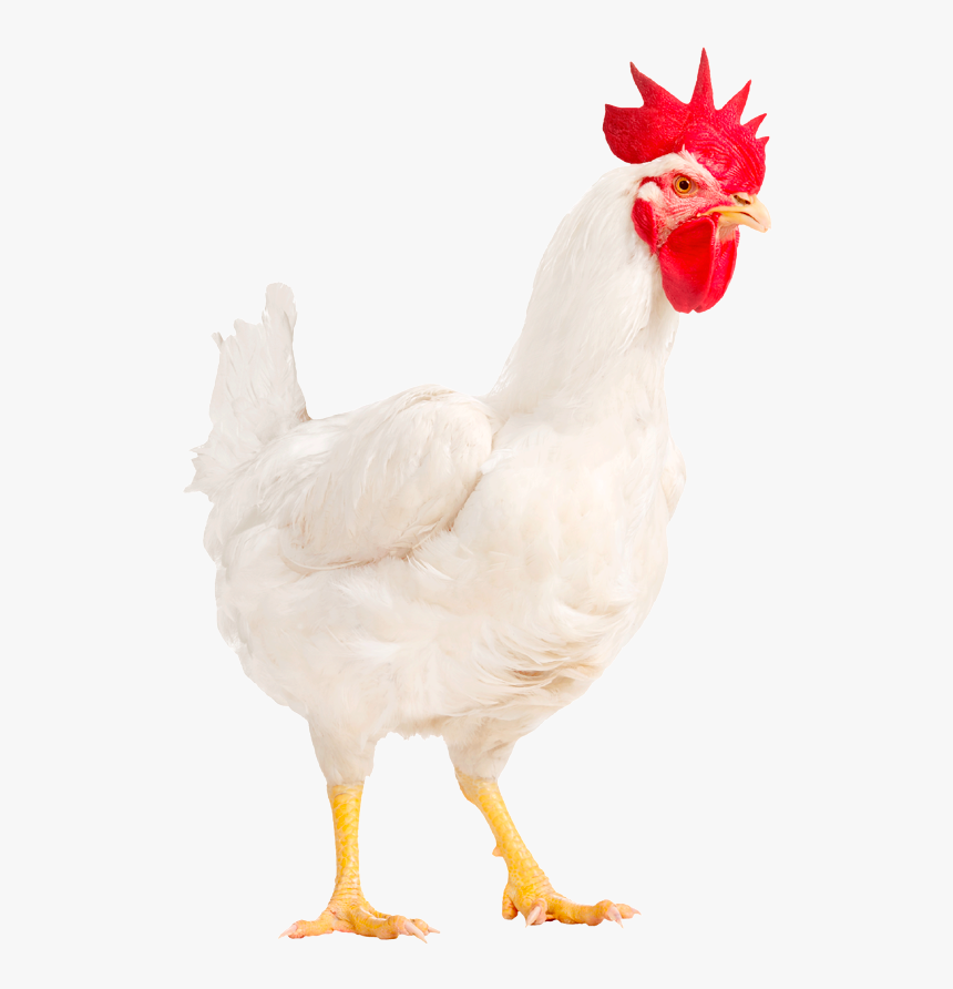 Img M22-png - White Male Chicken Png, Transparent Png, Free Download