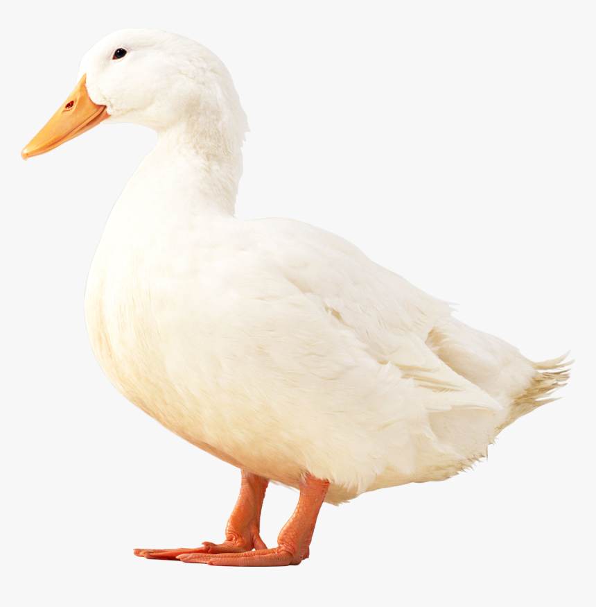 White Duck Images Png, Transparent Png, Free Download