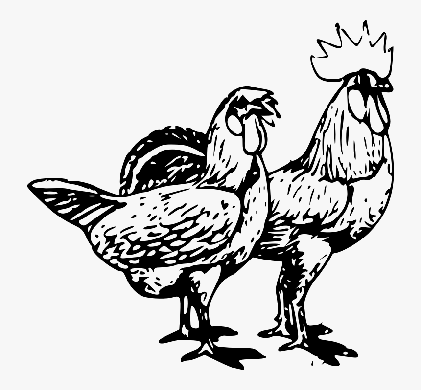 Poultry - 2 Chicken Clipart, HD Png Download, Free Download