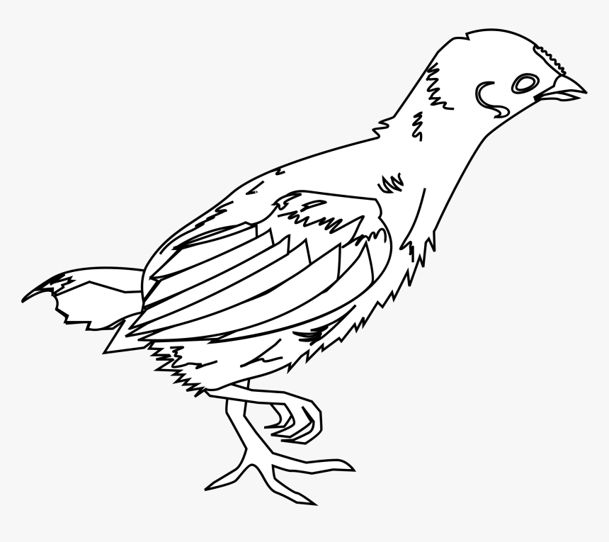 Little Chicken Clip Arts - Young Chicken Black And White, HD Png Download, Free Download