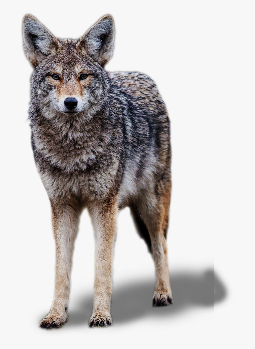 Jackal, HD Png Download, Free Download