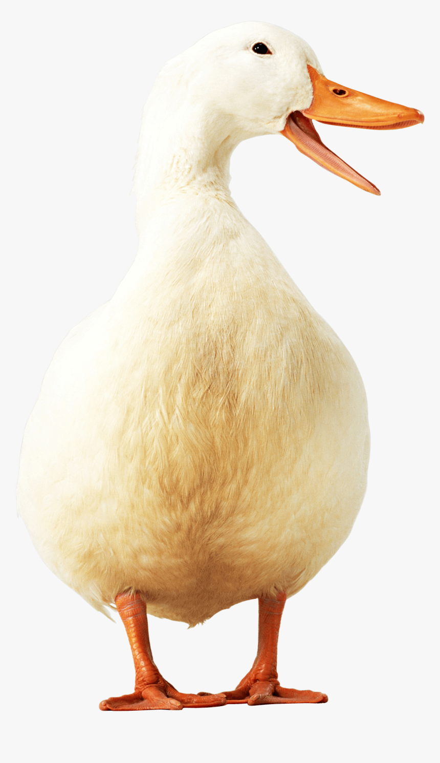 Yellow Duck Png Image - Ducks No Background, Transparent Png, Free Download