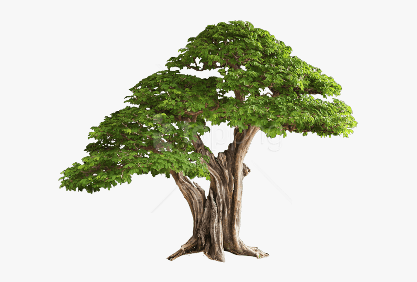 Bonsai Tree Transparent Background, HD Png Download, Free Download