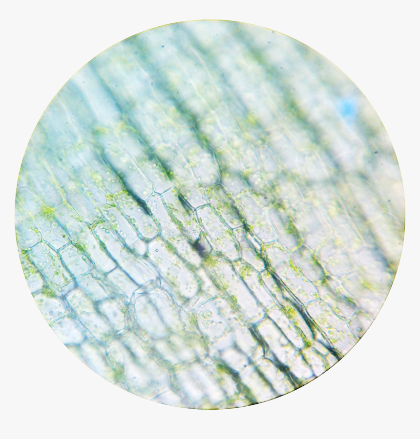 Elodea Chloroplasts 1 400× - Circle, HD Png Download, Free Download