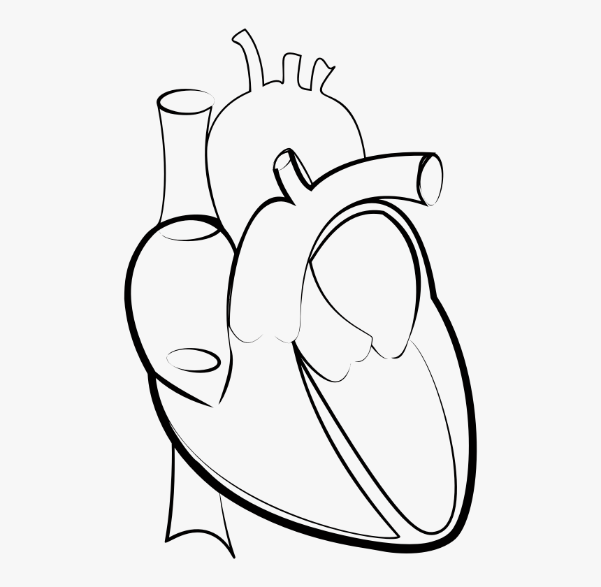 Drawing Line Art Heart Hartlijn - Outline Pictures Of Human Heart, HD Png Download, Free Download