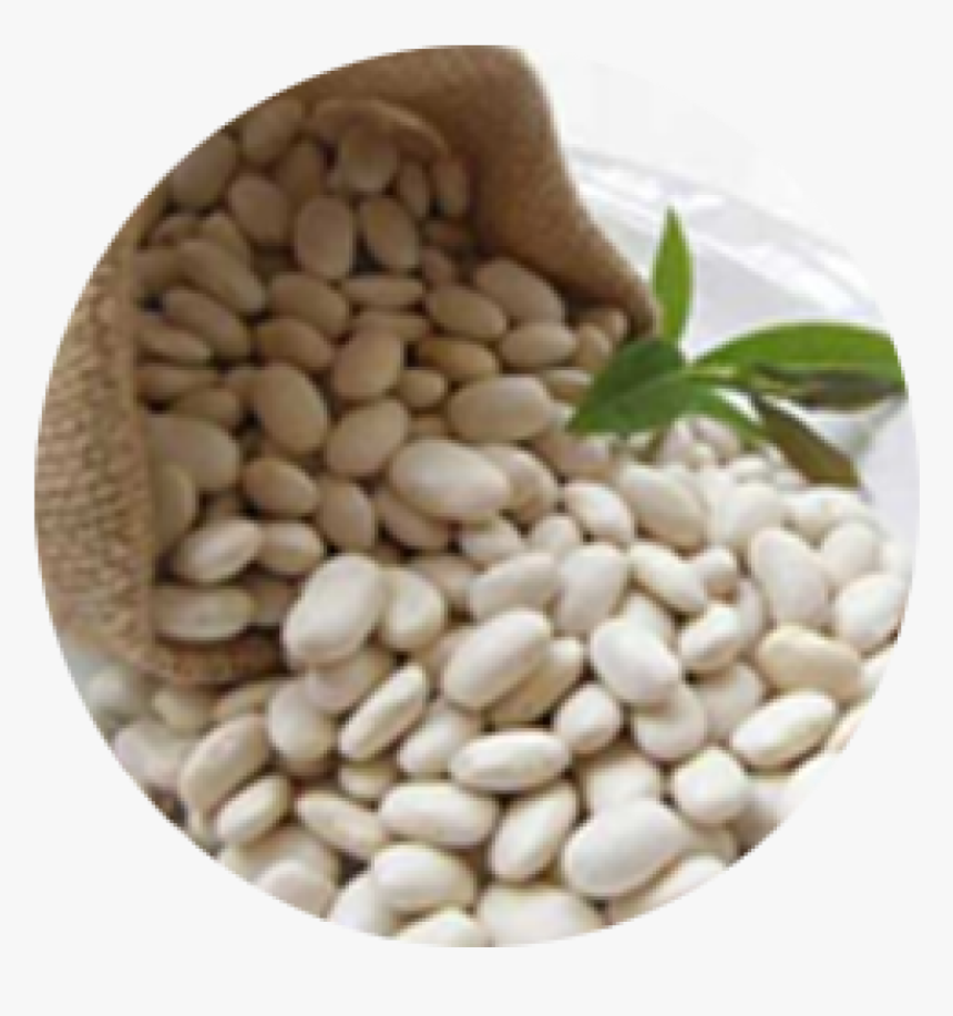 Kidney Bean Navy Bean Dal Carbohydrate - Haricot Blanc Png, Transparent Png, Free Download