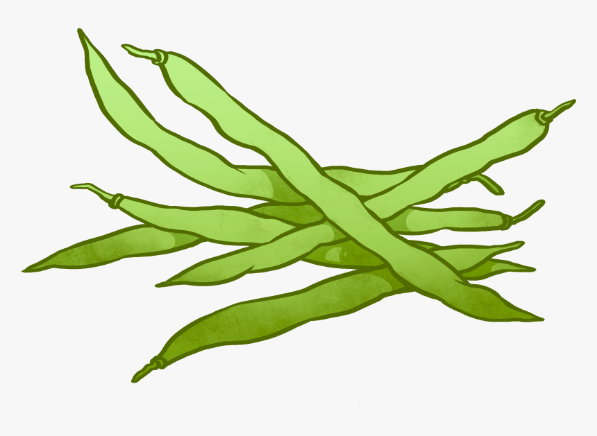 Cartoon Beans Black And White - Green Beans Drawing Easy, HD Png Download, Free Download