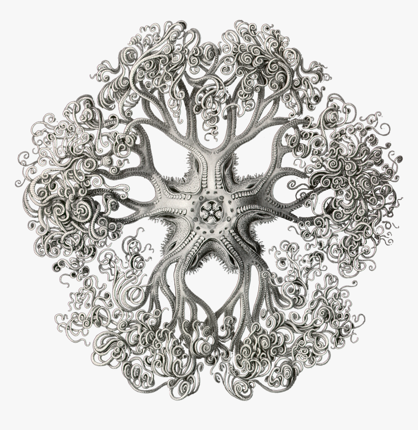 Drawing Ernst Haeckel Art, HD Png Download, Free Download
