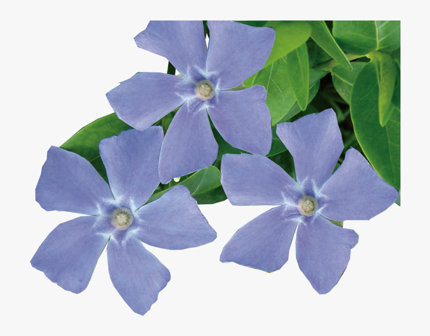 Periwinkle Flower Transparent, HD Png Download, Free Download