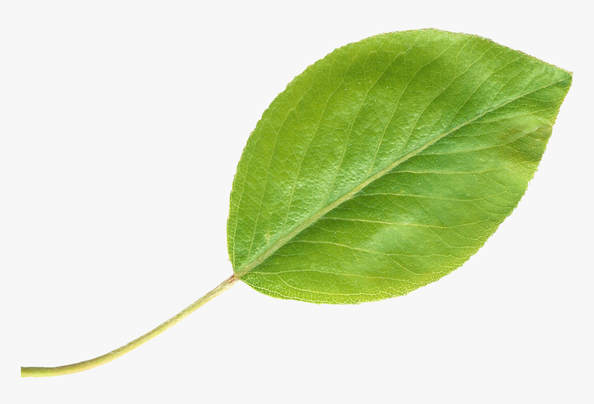 Pear Leaftransparent - Pear Leaf, HD Png Download, Free Download