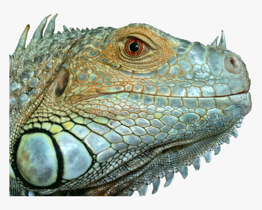 Iguana, Reptile, Lizard, Green, Close Up, Blue, Eye - Lizard Head Transparent, HD Png Download, Free Download