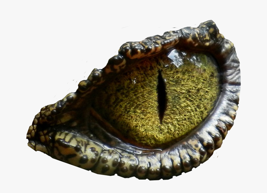 Dinosaur Eye No Background Png Image - T Rex Eye Png, Transparent Png, Free Download