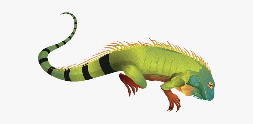 Iguana Png Pic - Iguana Png, Transparent Png, Free Download