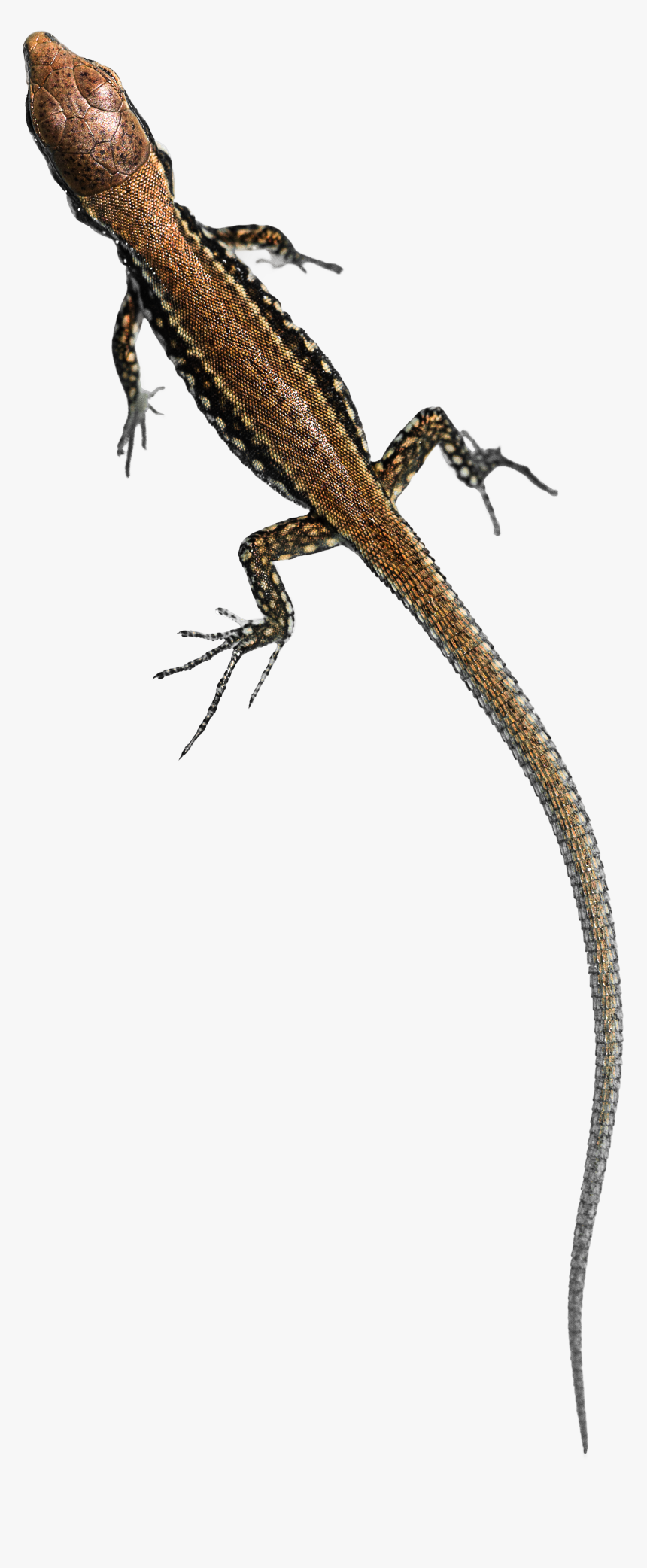 Young Common Wall Lizard - Small Lizard Png, Transparent Png, Free Download