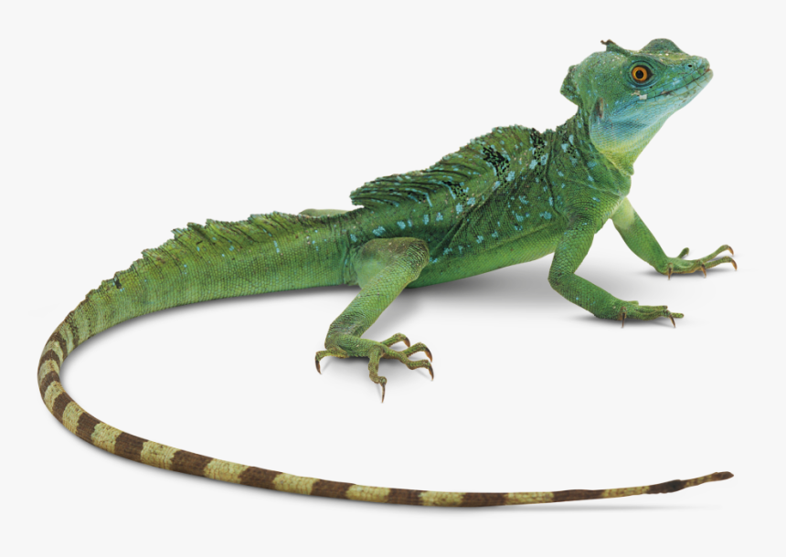 Transparent Gecko Big Eyes - Lizard Transparent Background, HD Png Download, Free Download