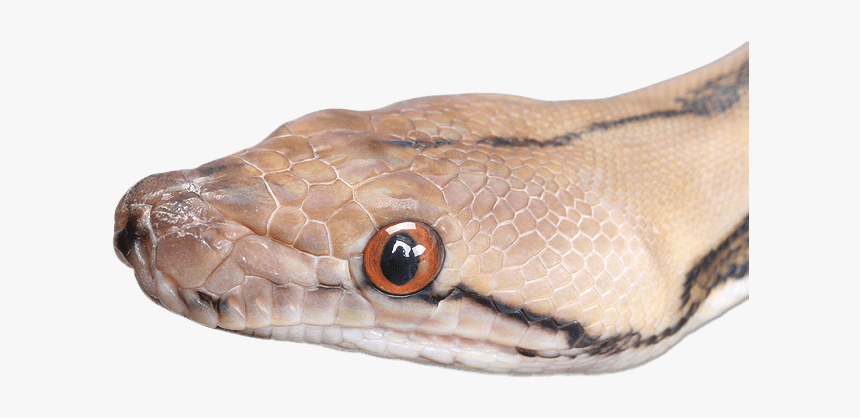 Snake Head Close Up - Snake's Head Png, Transparent Png, Free Download