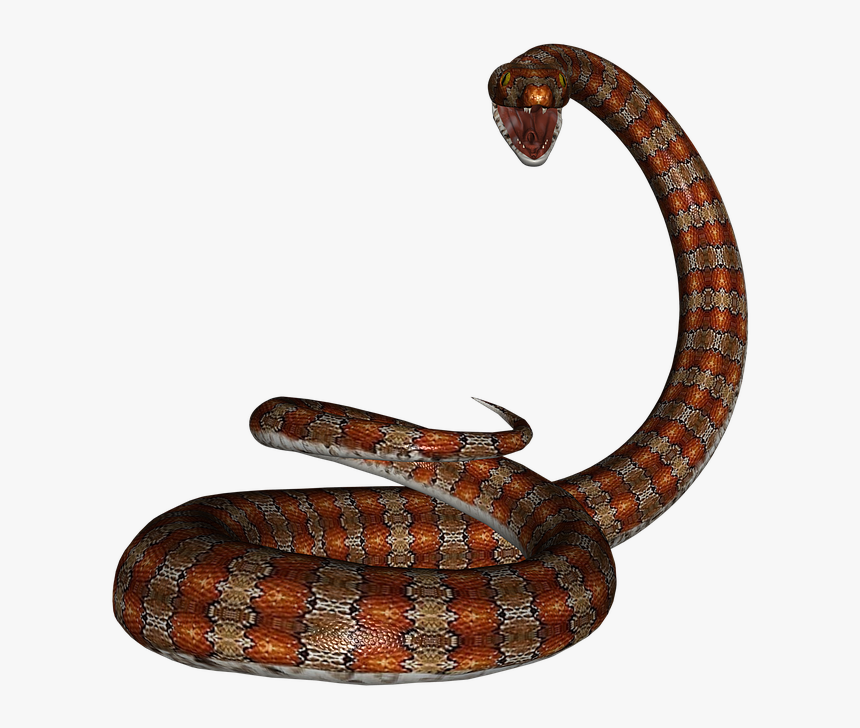 Snake, Rat Snake, Reptile, Red, Herpetology, Serpent - Rat Snake Png, Transparent Png, Free Download