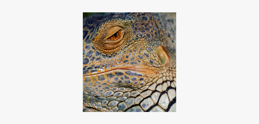 Green Iguana, HD Png Download, Free Download