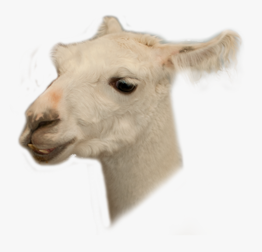 Llama Head Png - Llama Transparent Png, Png Download, Free Download