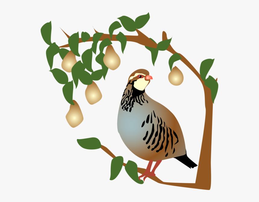 On The First Day Of Christmas, My True Love Gave To - Partridge In A Pear Tree Clipart, HD Png Download, Free Download