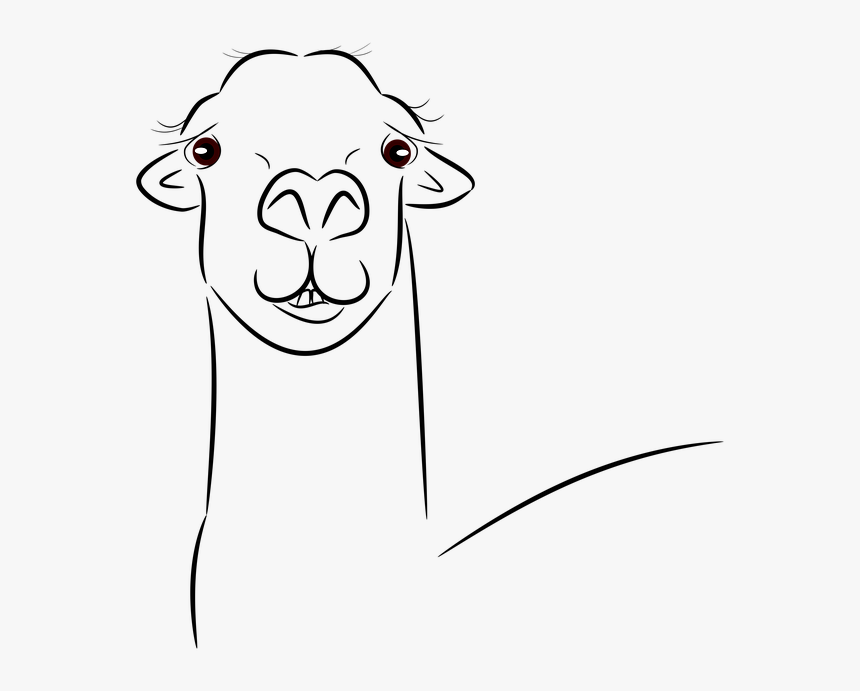 Llama, Llama Head, Animal, Face, Llama Face, Mammal - Cabeza De Llama Dibujo, HD Png Download, Free Download