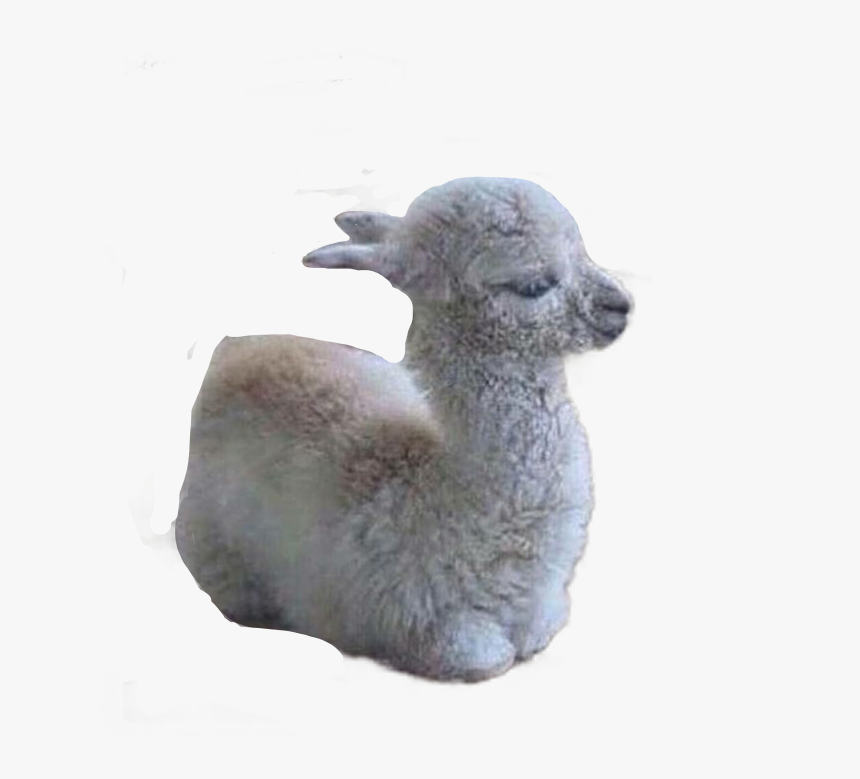 #llama #cute #alpaca #babyllamanodrama So Cute #freetoedit - Llama Babies, HD Png Download, Free Download