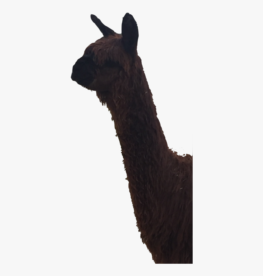 Transparent Llama Head Png - Llama, Png Download, Free Download