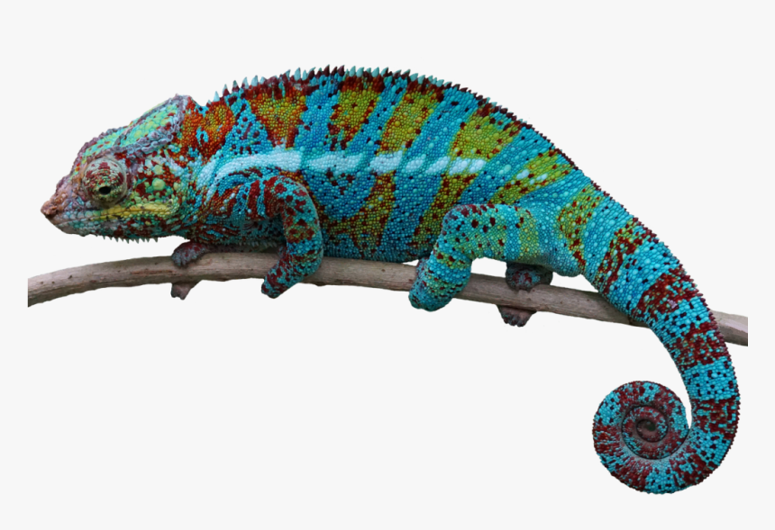 Reptile Png, Transparent Png, Free Download