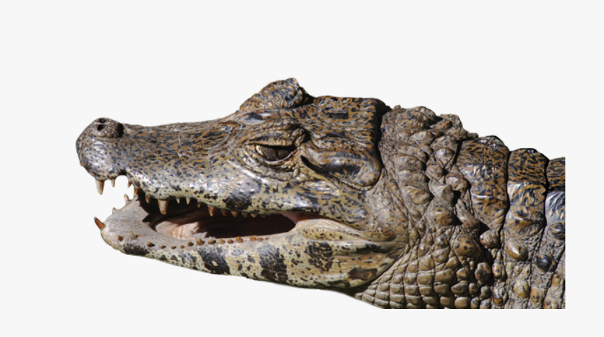 American Crocodile, HD Png Download, Free Download