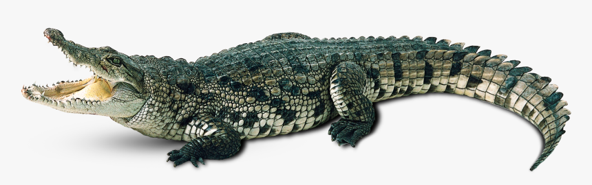 Alligator Background Png - Transparent Background Alligator Png, Png Download, Free Download