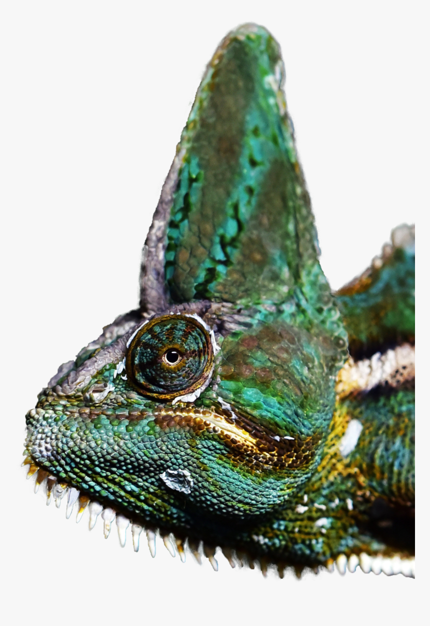 Common Chameleon, HD Png Download, Free Download