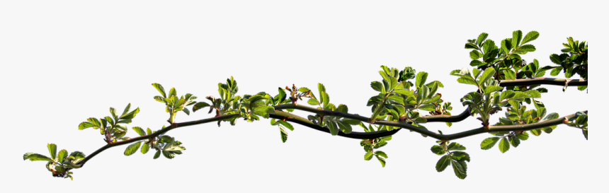 Branch, Rosebush, Leaves, Clipping - Branche Png, Transparent Png, Free Download