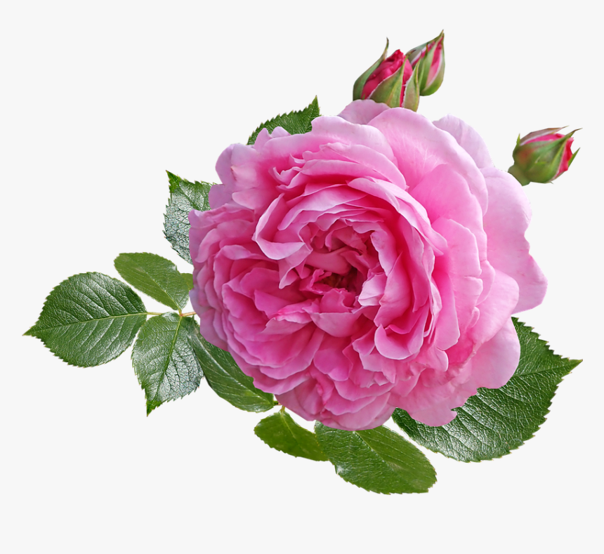 Transparent Rose Bush Png - Hybrid Tea Rose, Png Download, Free Download