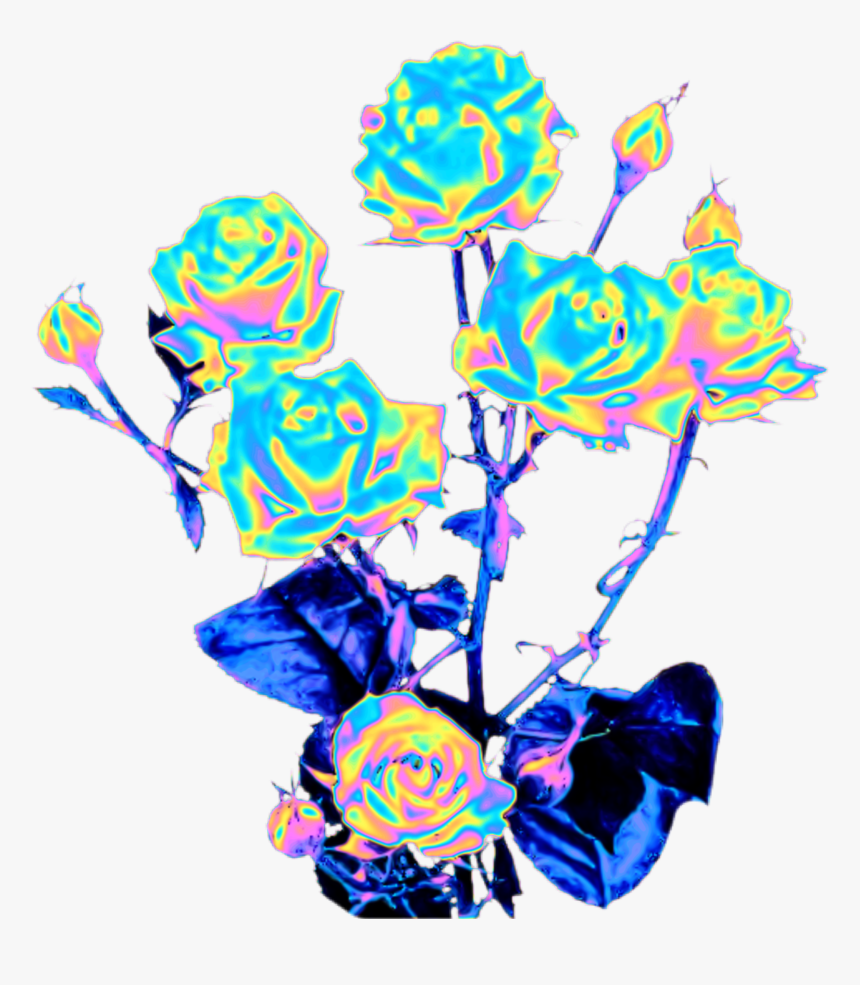 #rose #rosebush #flowers #roses #thorn #holo 
#dinaaaaaah, HD Png Download, Free Download