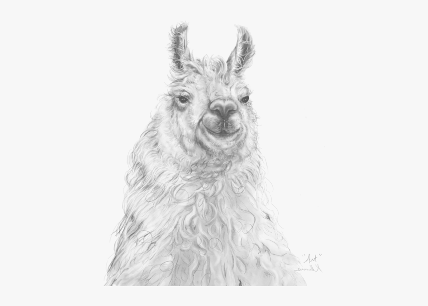 Llama, HD Png Download, Free Download