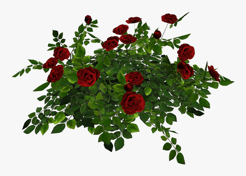 Floribunda, HD Png Download, Free Download