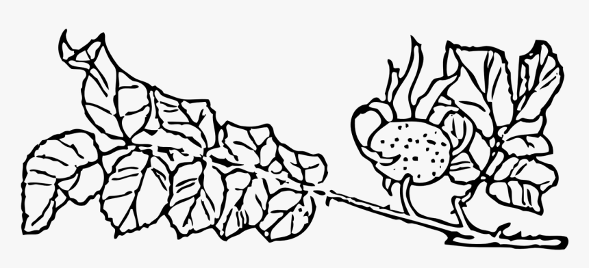 Rose Hip Rose Haw Rose Hep Free Picture - Outline Pictures Of Creepers Plant, HD Png Download, Free Download