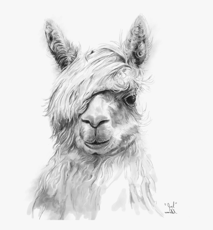 Black And White Drawings Of Llamas, HD Png Download, Free Download