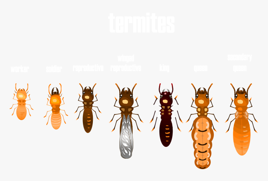 King Termite, HD Png Download, Free Download