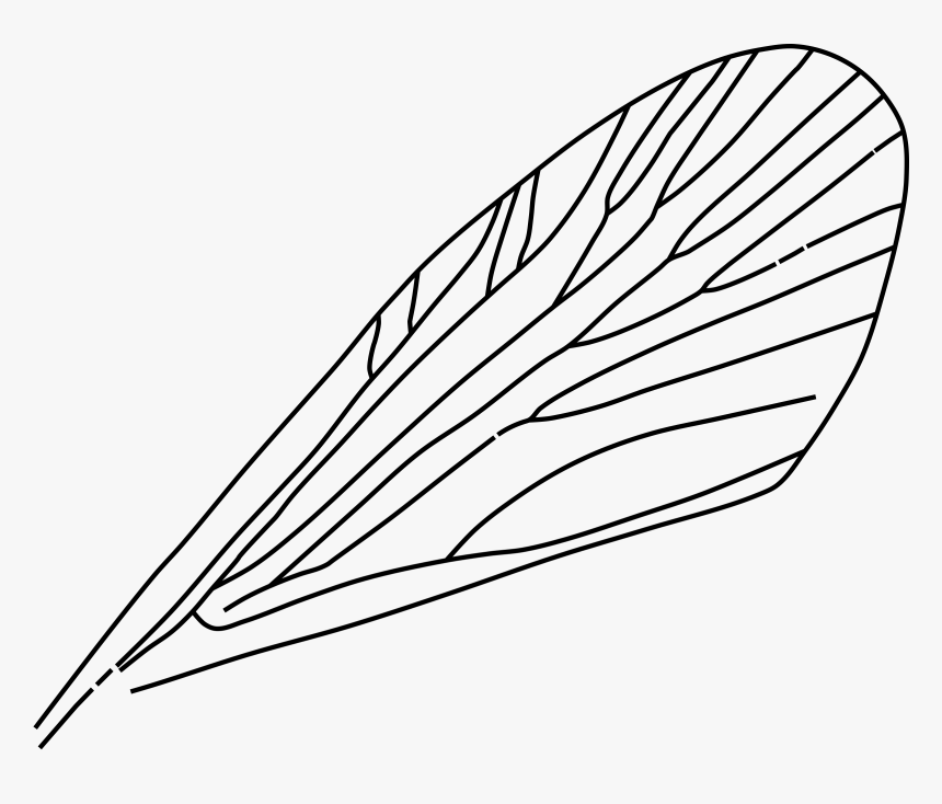 Transparent Wings Clipart Png - Insect Wings Clipart, Png Download, Free Download