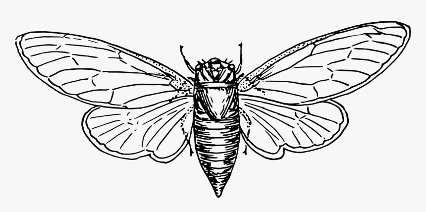 Moth Animal Insect Free Picture - Locust Vector, HD Png Download, Free Download