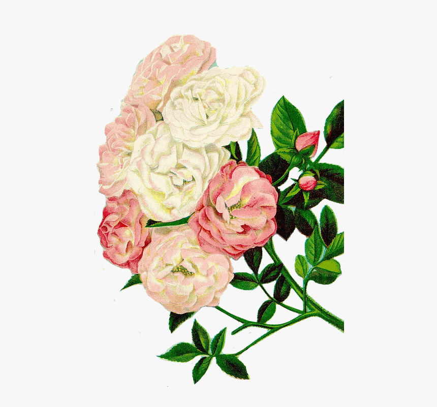 Roses Clipart, Floral Clipart, Flowers - Bom Dia Com Felicidade, HD Png Download, Free Download