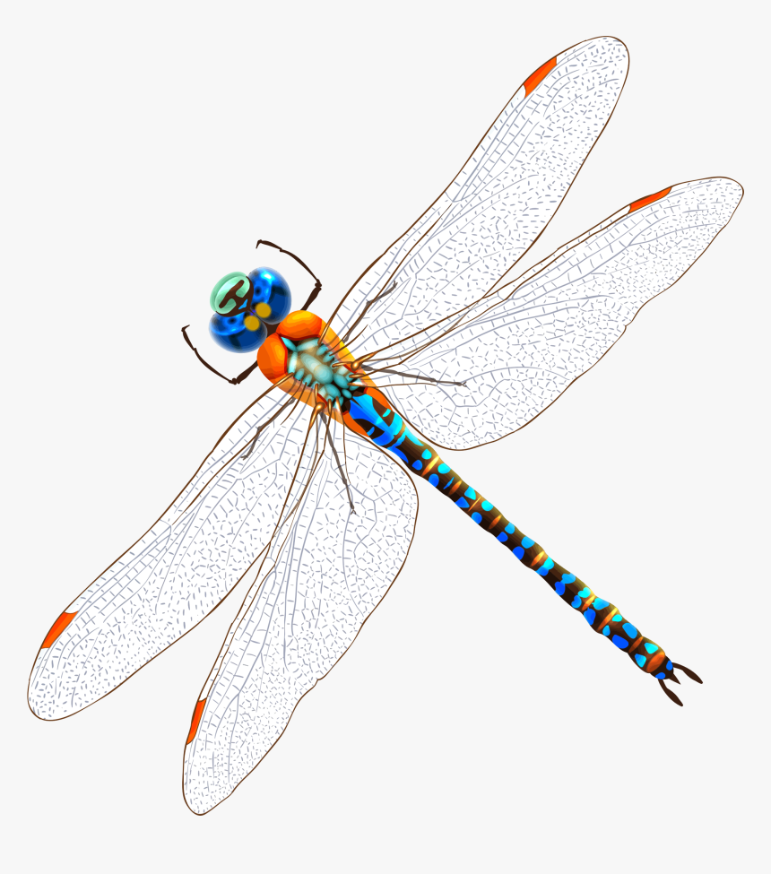 Transparent Dragonfly Wings Png - Clip Art Watercolor Drawing Dragonfly, Png Download, Free Download