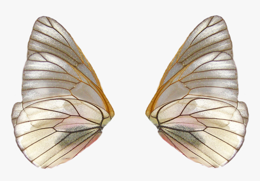 Fairy Wings Png, Transparent Png, Free Download